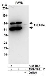 ARL6IP4 Polyclonal Antibody