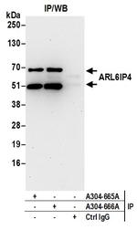 ARL6IP4 Polyclonal Antibody