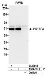 HS1BP3 Antibody in Immunoprecipitation (IP)