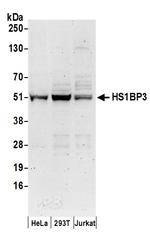 HS1BP3 Polyclonal Antibody