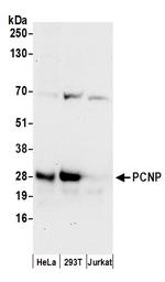 PCNP Polyclonal Antibody