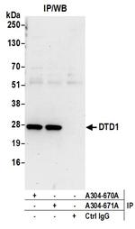 DTD1 Polyclonal Antibody