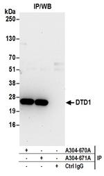 DTD1 Antibody in Immunoprecipitation (IP)