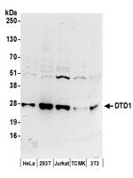 DTD1 Polyclonal Antibody