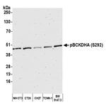 Phospho-BCKDE1A (Ser292) Polyclonal Antibody