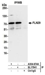 FLN29 Antibody in Immunoprecipitation (IP)