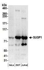 SUGP1 Polyclonal Antibody