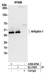 Arfaptin-1 Antibody in Immunoprecipitation (IP)