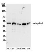 Arfaptin-1 Polyclonal Antibody