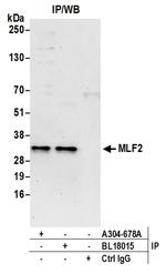 MLF2 Antibody in Immunoprecipitation (IP)