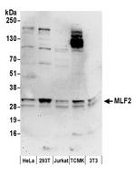 MLF2 Polyclonal Antibody
