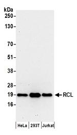 RCL Polyclonal Antibody