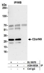 C2orf49 Polyclonal Antibody