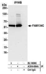 FAM134C Antibody in Immunoprecipitation (IP)