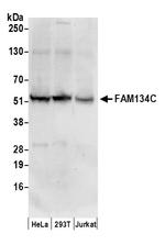 FAM134C Polyclonal Antibody