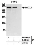 DMXL1 Polyclonal Antibody