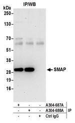 SMAP Antibody in Immunoprecipitation (IP)