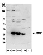 SMAP Polyclonal Antibody