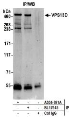 VPS13D Polyclonal Antibody