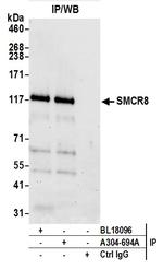 SMCR8 Antibody in Immunoprecipitation (IP)