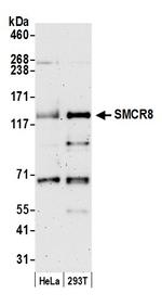 SMCR8 Polyclonal Antibody