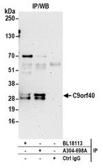 C9orf40 Antibody in Immunoprecipitation (IP)