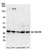 C9orf40 Antibody in Western Blot (WB)