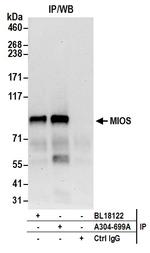 MIOS Antibody in Immunoprecipitation (IP)