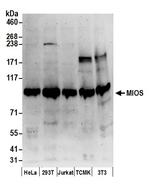 MIOS Polyclonal Antibody