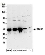 TTC33 Polyclonal Antibody