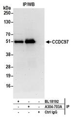 CCDC97 Antibody in Immunoprecipitation (IP)