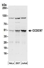 CCDC97 Polyclonal Antibody
