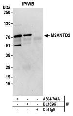 MSANTD2 Polyclonal Antibody