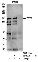 TEX2 Polyclonal Antibody