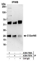 C12orf45 Polyclonal Antibody