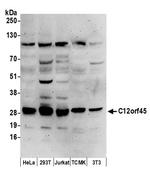 C12orf45 Polyclonal Antibody