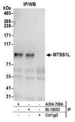 MTSS1L Antibody in Immunoprecipitation (IP)