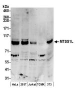 MTSS1L Polyclonal Antibody