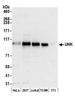 UNK Polyclonal Antibody