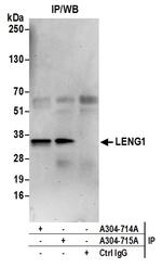 LENG1 Polyclonal Antibody