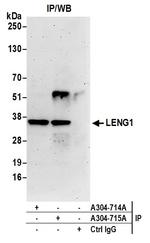 LENG1 Antibody in Immunoprecipitation (IP)