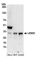 LENG1 Antibody in Western Blot (WB)