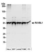 RUVBL1 Polyclonal Antibody