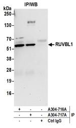 RUVBL1 Polyclonal Antibody