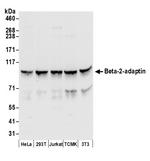 Beta-2-adaptin Polyclonal Antibody
