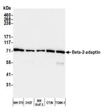 Beta-2-adaptin Polyclonal Antibody