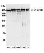 DYNC1H1 Polyclonal Antibody