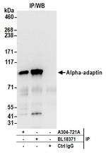 Alpha-adaptin Antibody in Immunoprecipitation (IP)