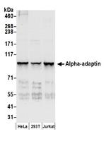 Alpha-adaptin Polyclonal Antibody