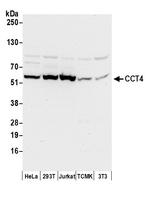 CCT4 Polyclonal Antibody